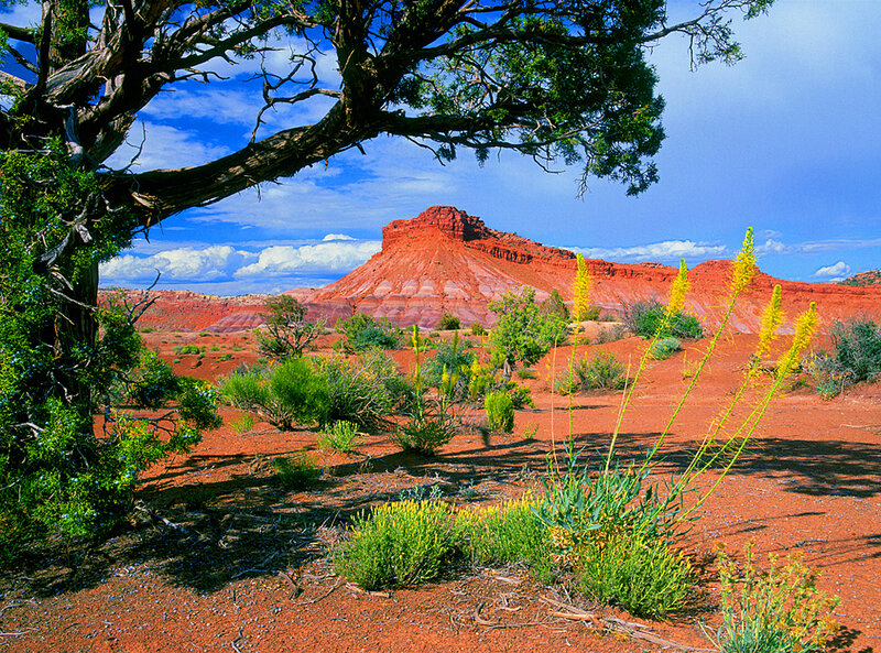Desert landscape with red rock formations