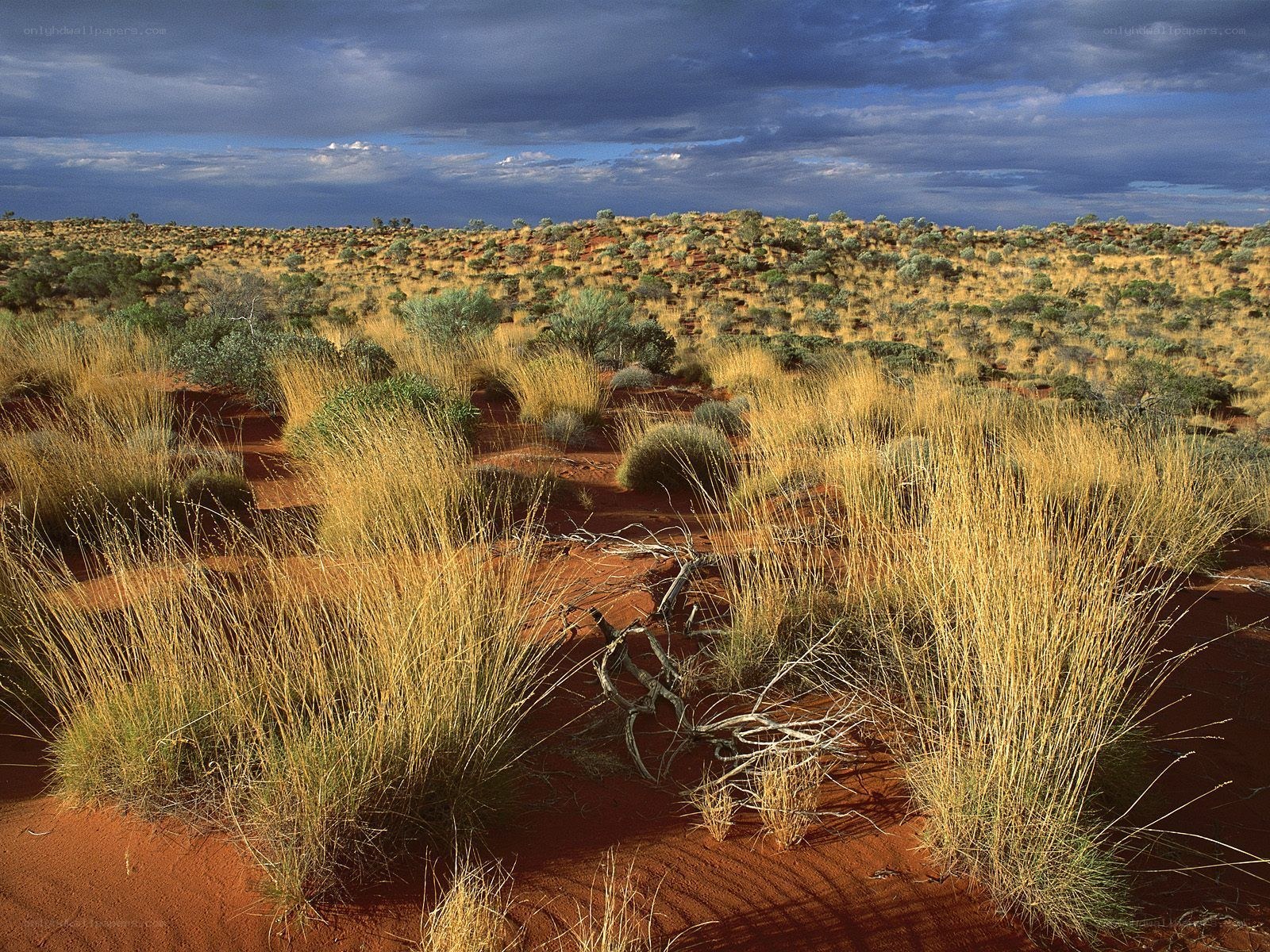 Desert landscape with red sand