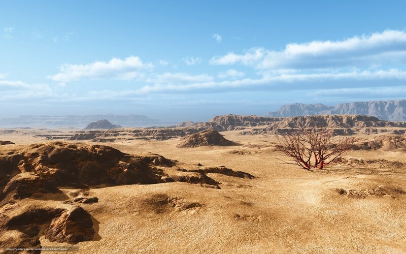 Desert landscape with red tree