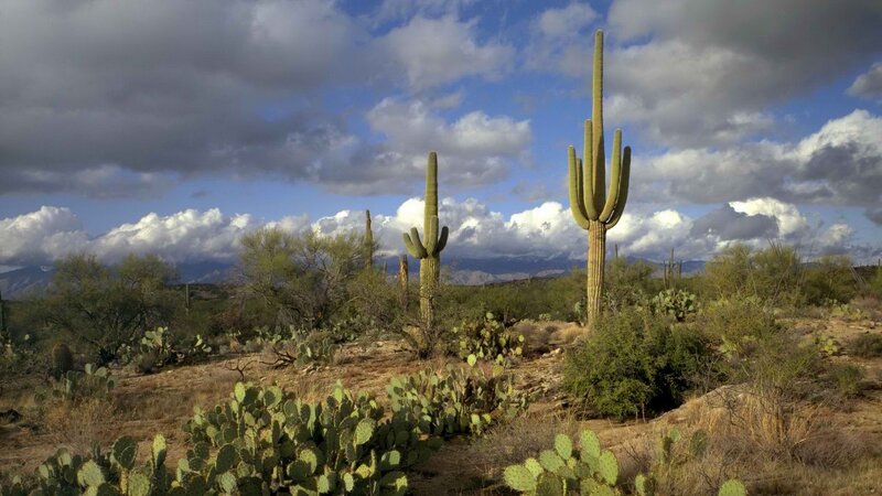 Desert landscape with saguaro cacti