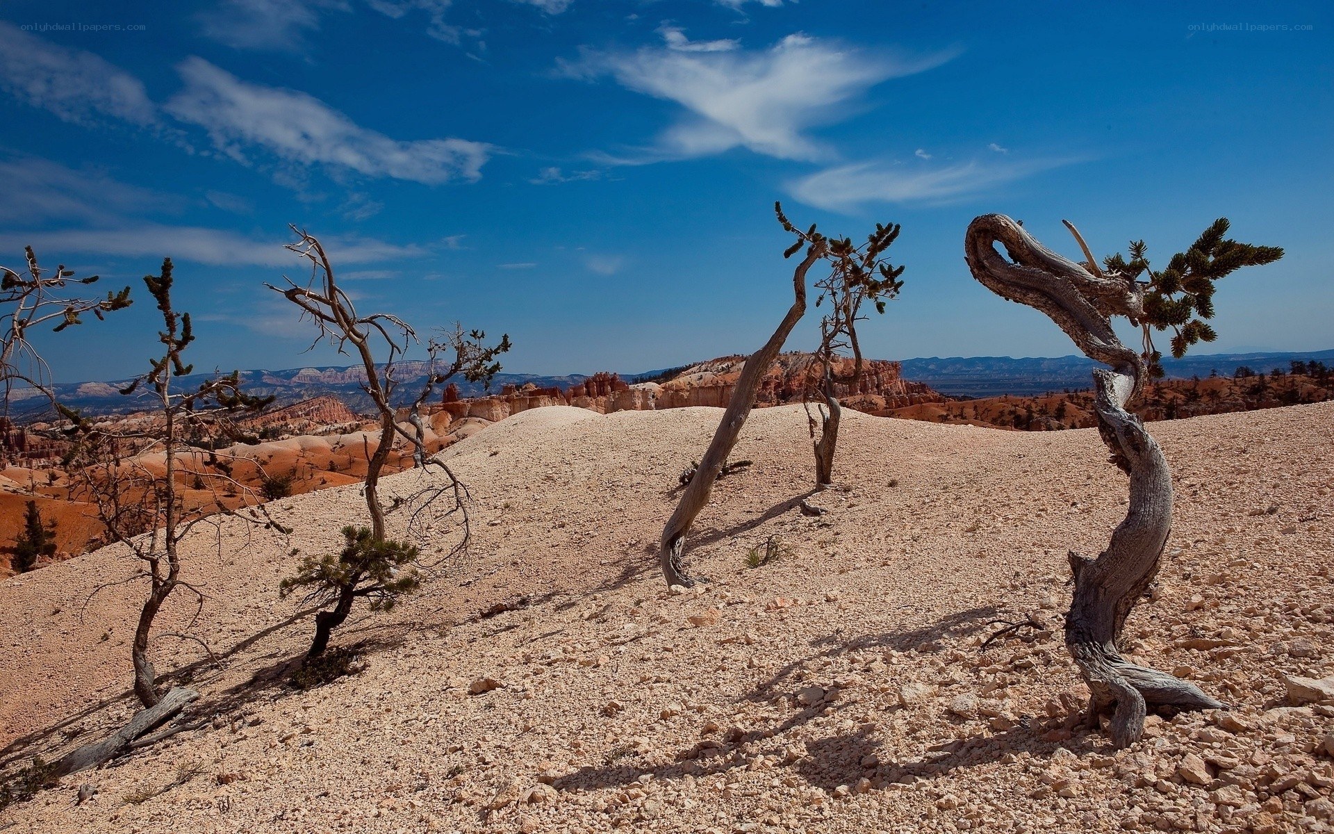 Desert landscape with twisted trees