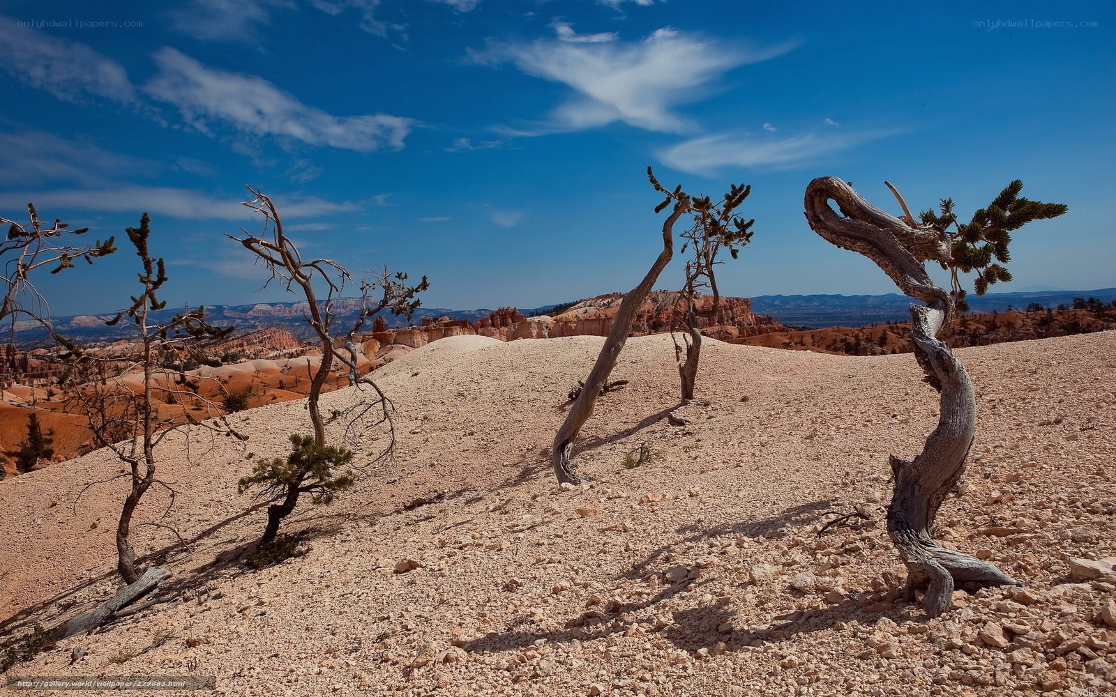 Desert landscape with twisted trees