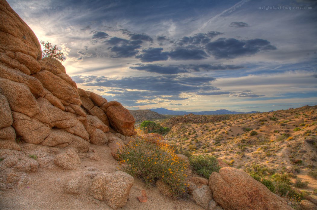 Desert landscape with wildflowers