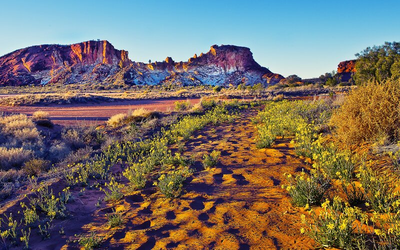 Desert landscape with yellow flowers