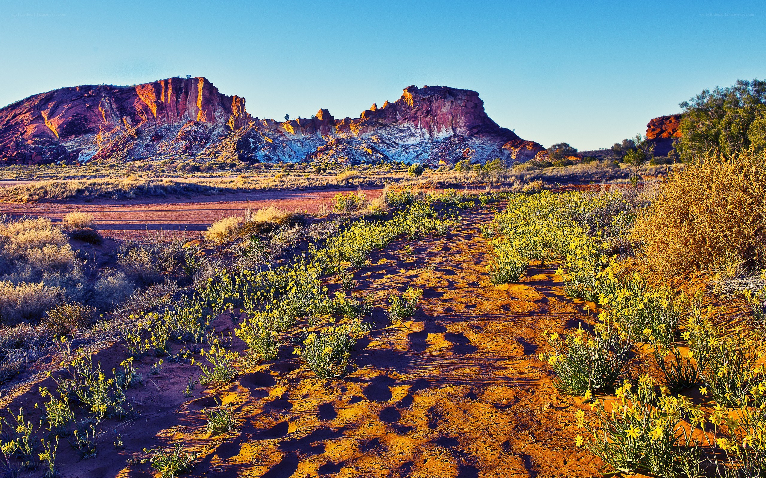 Desert landscape with yellow flowers