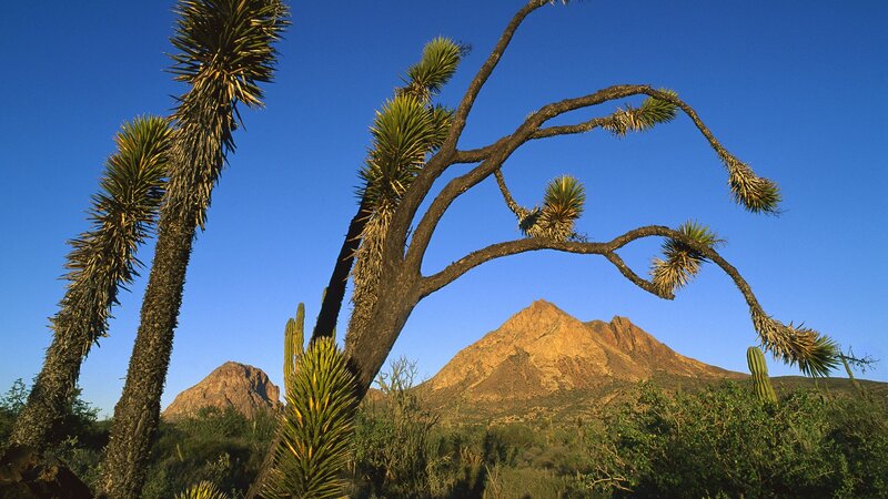 Desert landscape with yucca and mountains
