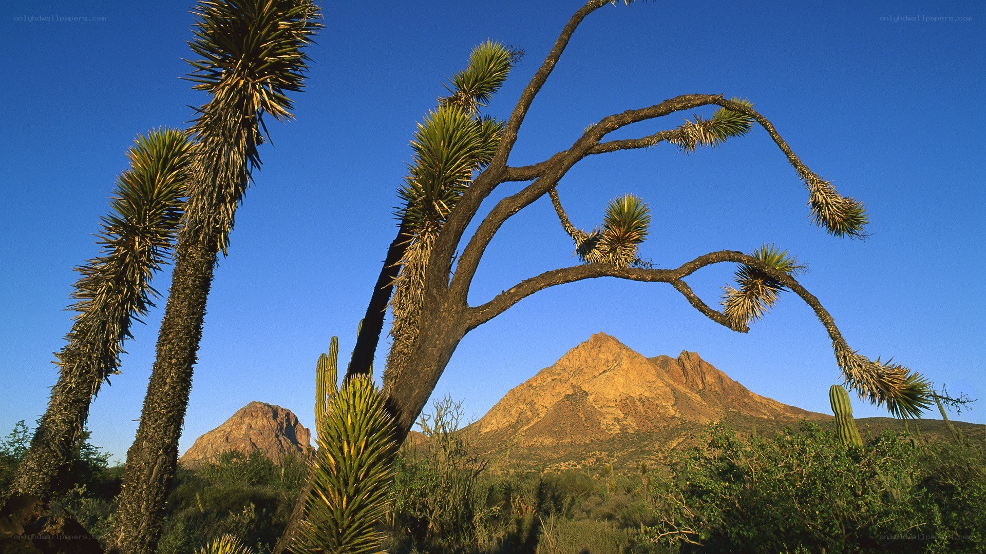 Desert landscape with yucca and mountains
