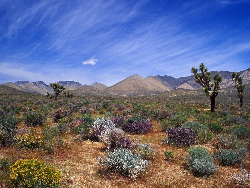 Desert Landscape with Yucca — Blue, Serene