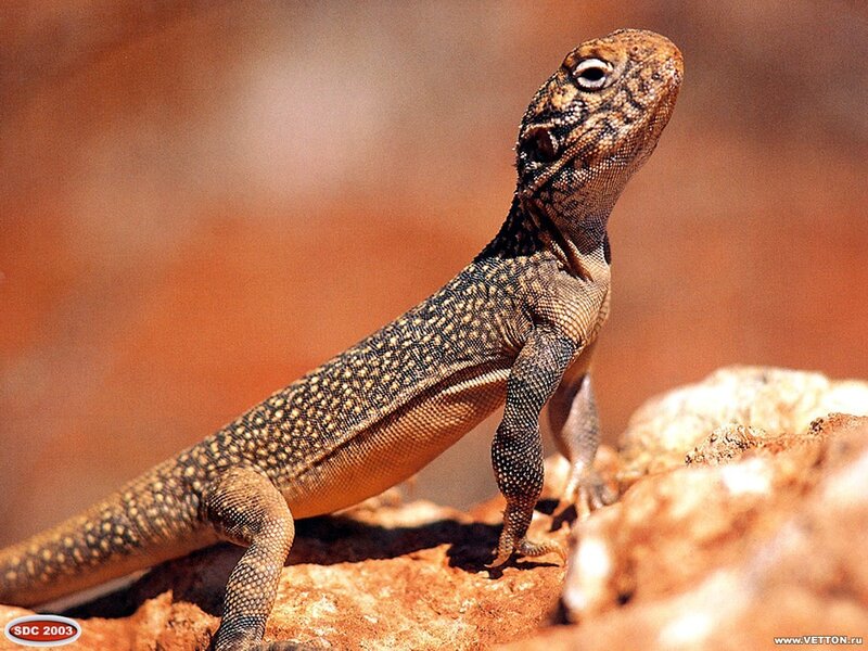 Desert Lizard on Rock