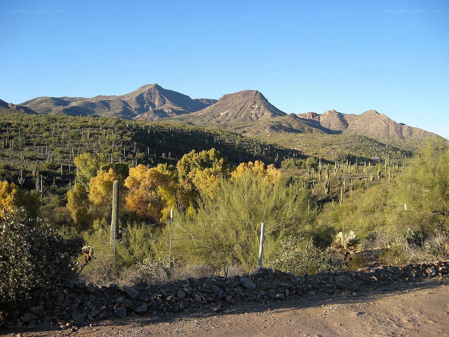 Desert mountains with cacti