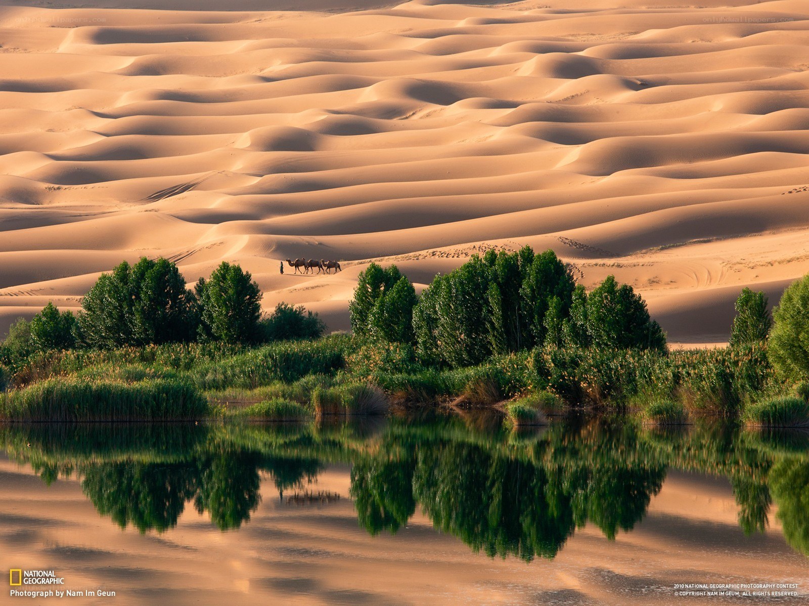 Desert oasis with camels