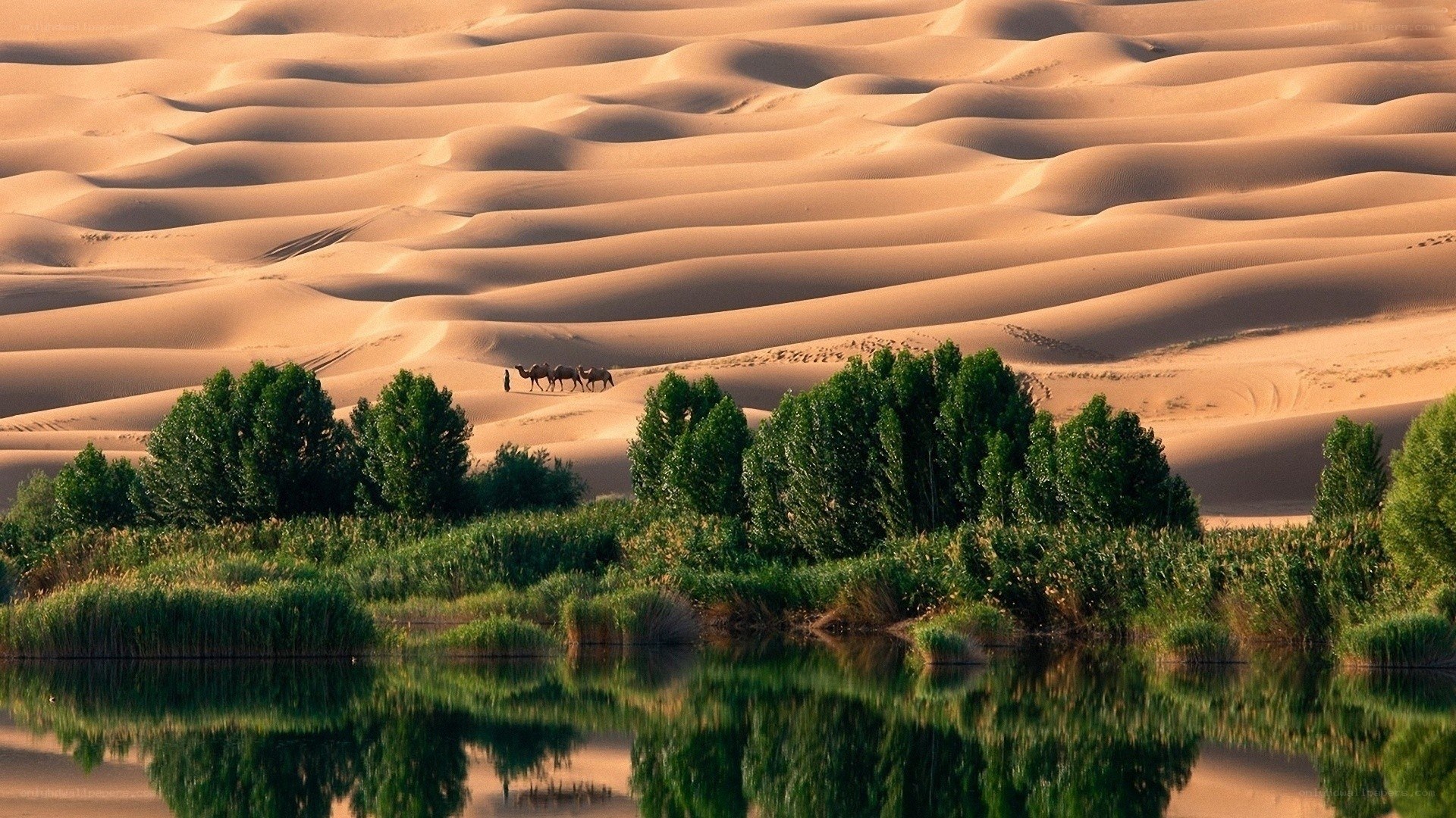Desert oasis with camels