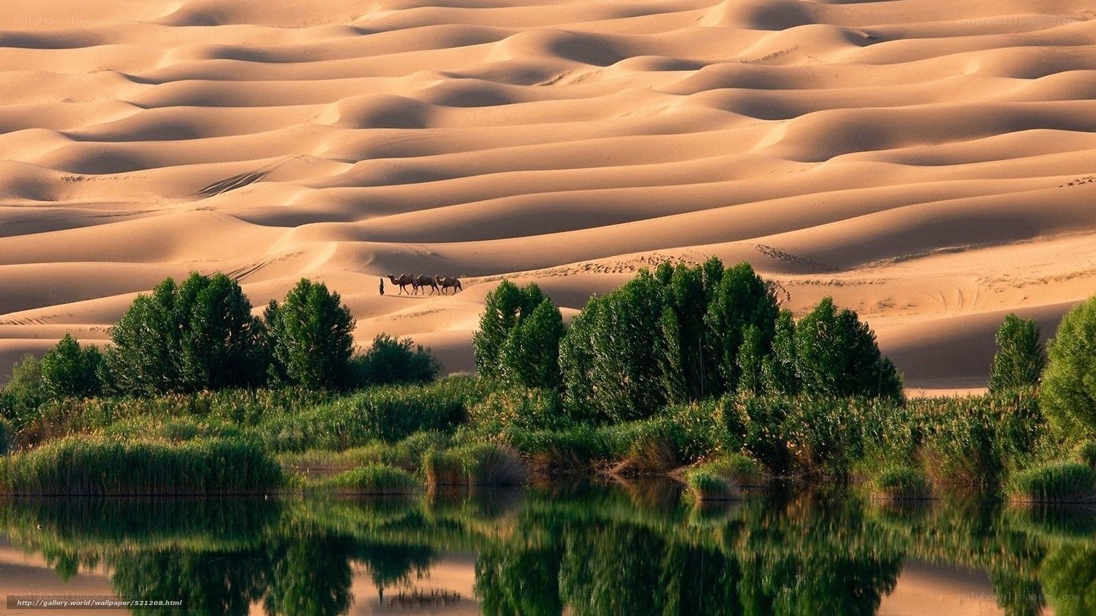 Desert oasis with camels