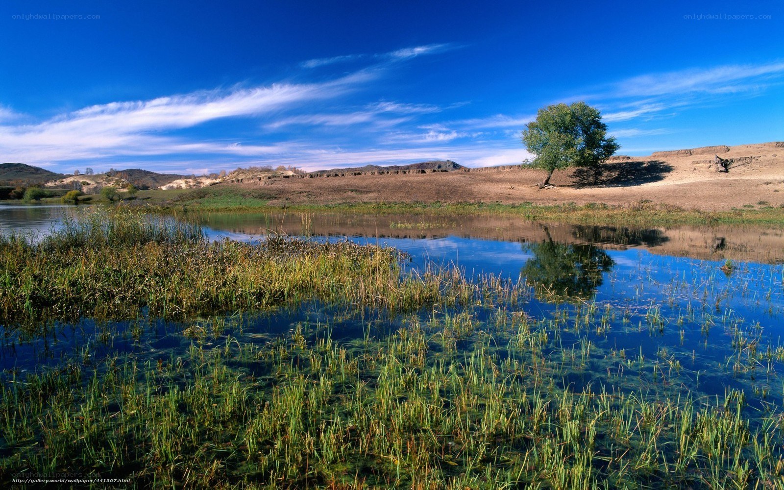 Desert oasis with lone tree