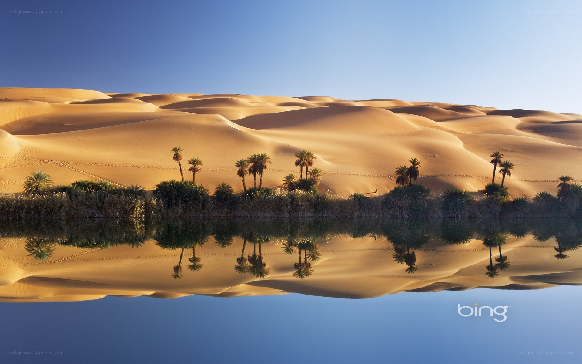 Desert oasis with palm trees