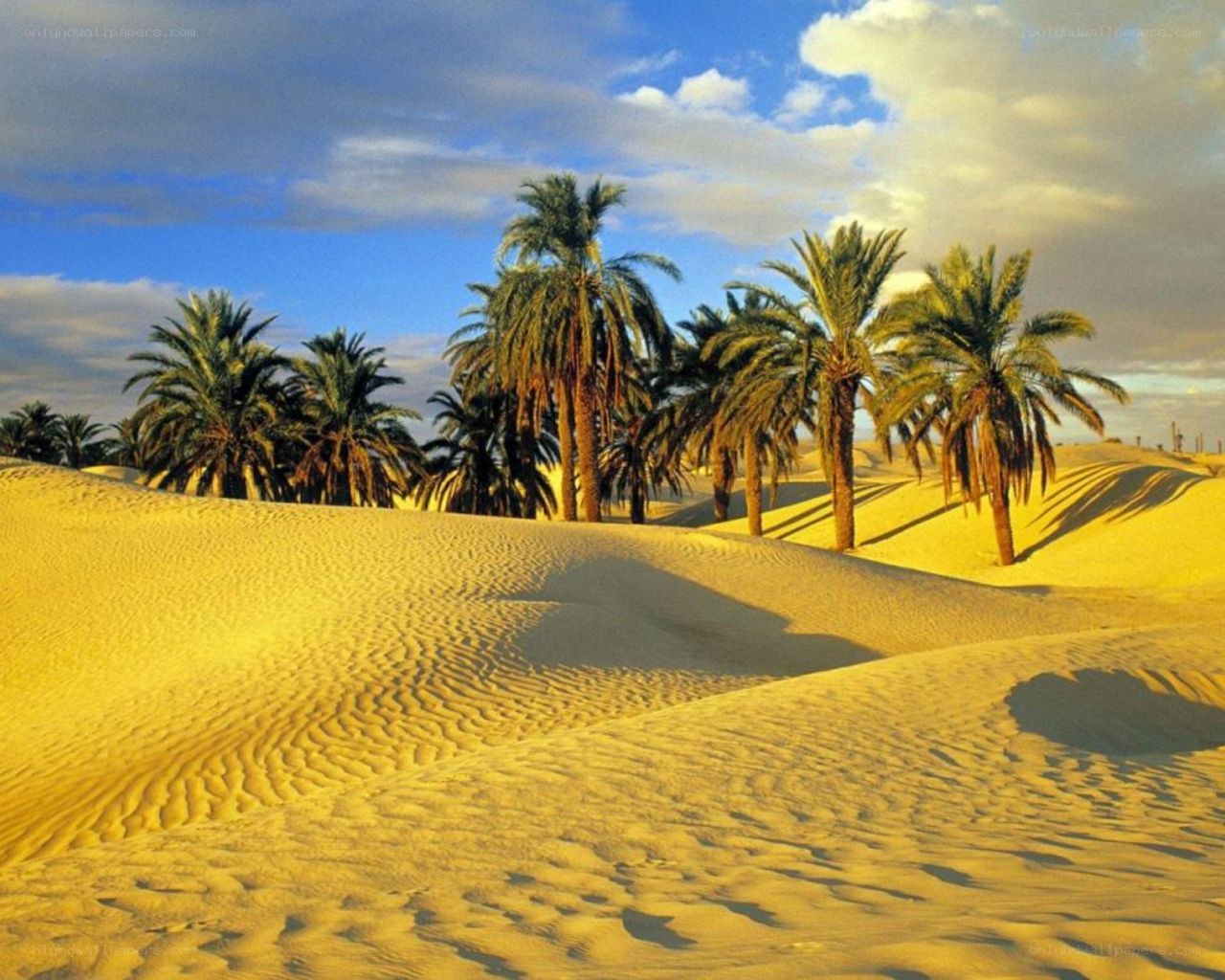 Desert oasis with palm trees