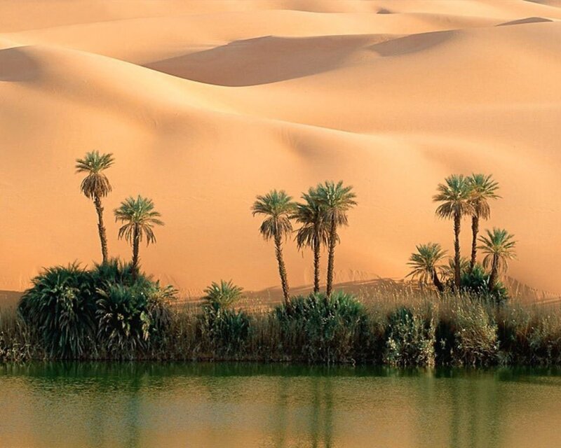 Desert oasis with palm trees
