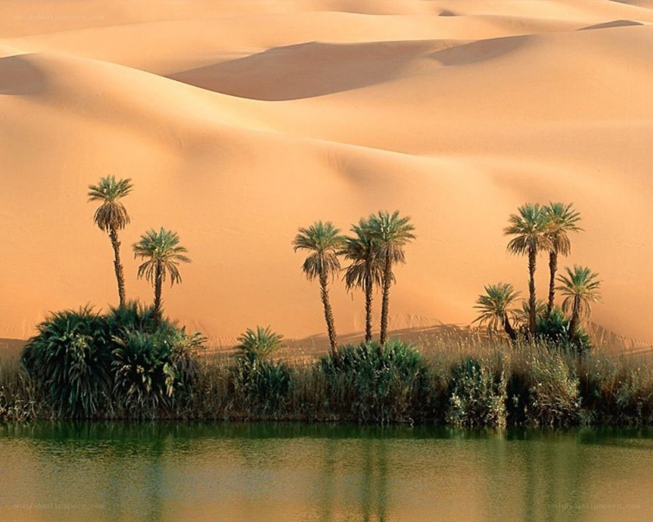 Desert oasis with palm trees