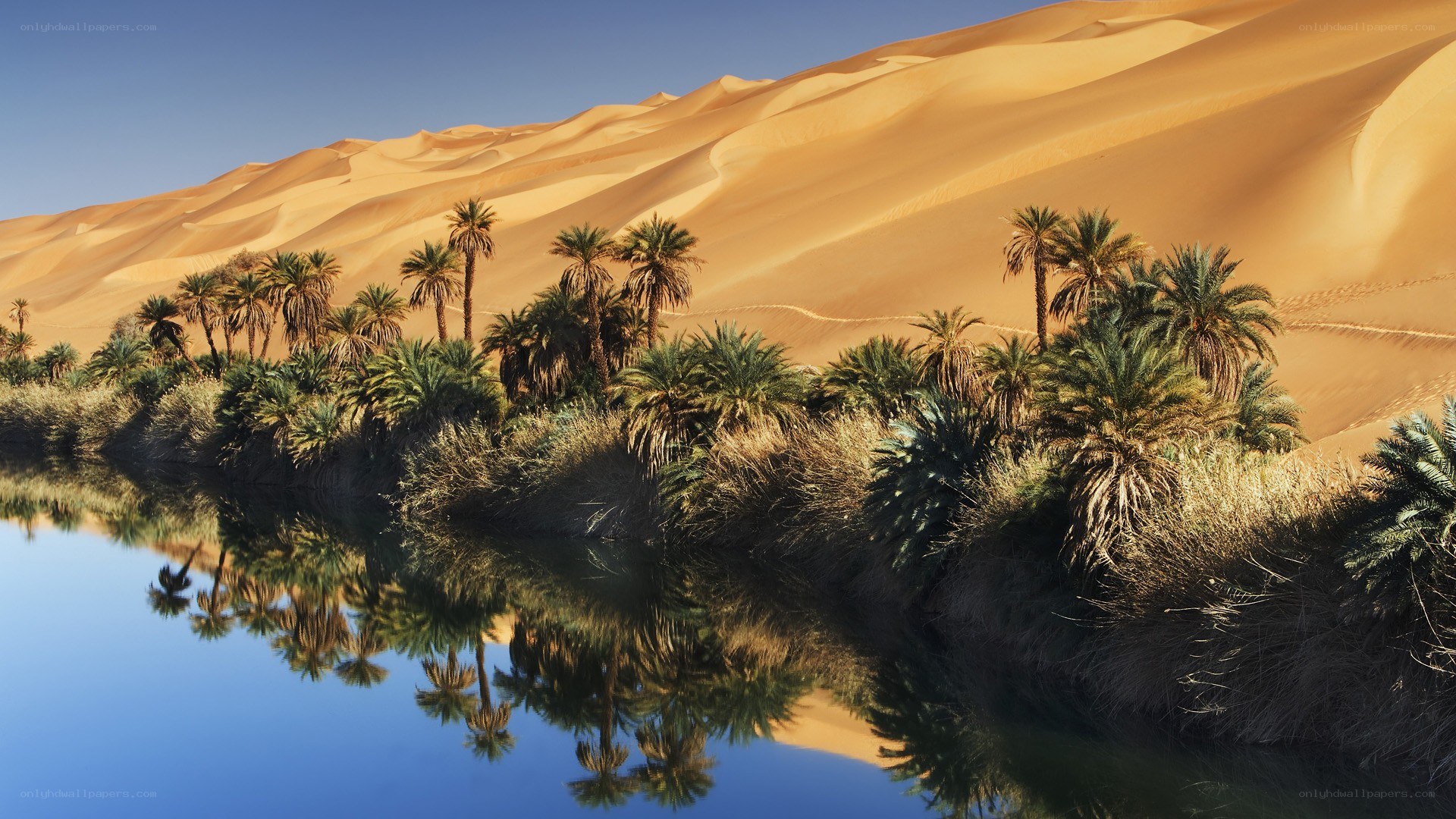 Desert oasis with palm trees