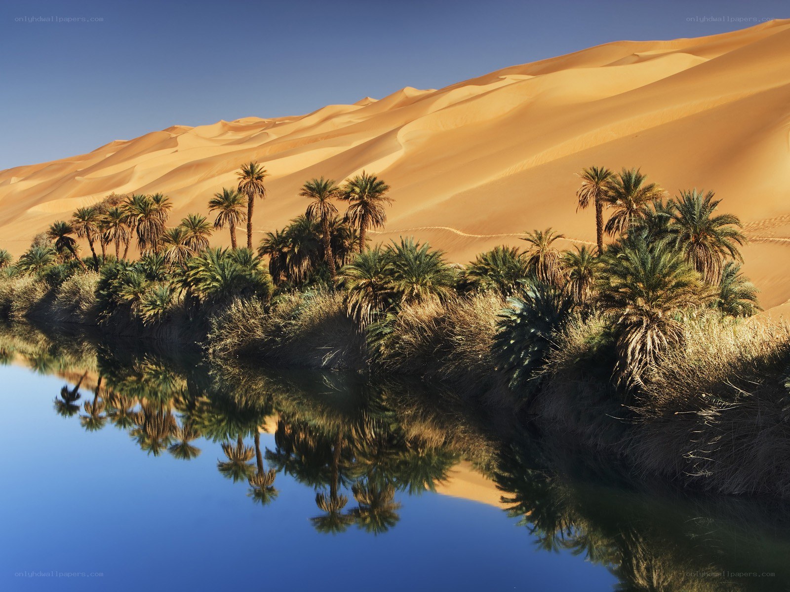 Desert oasis with palm trees