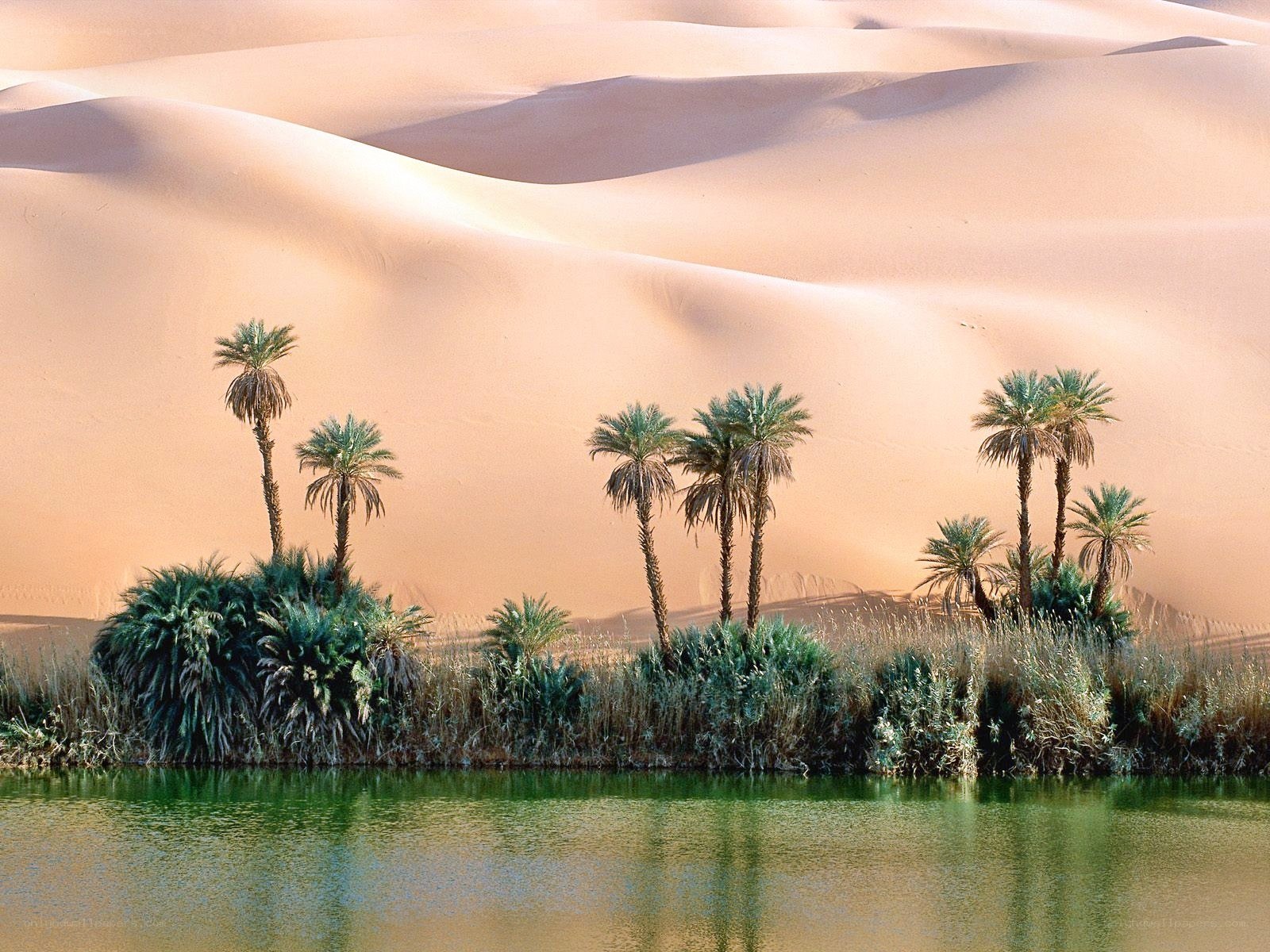 Desert oasis with palm trees