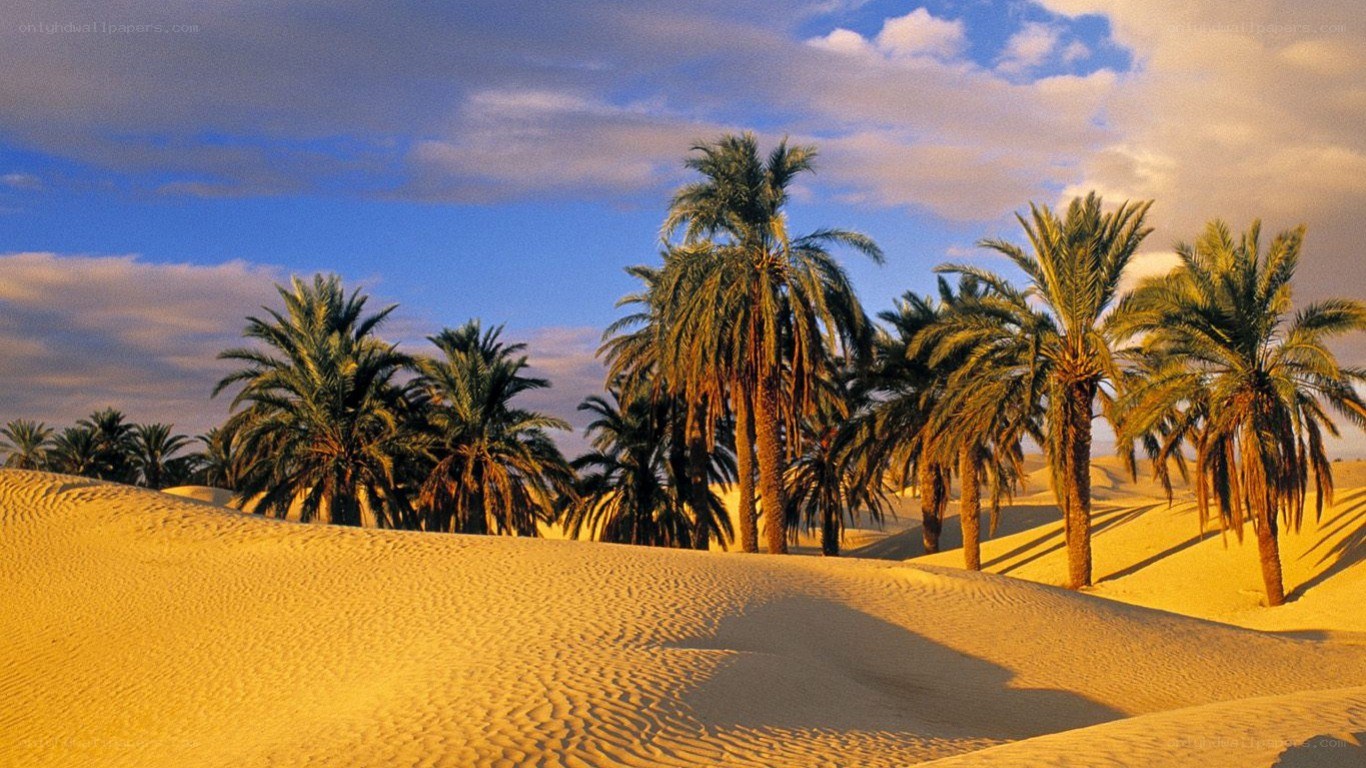 Desert oasis with palm trees