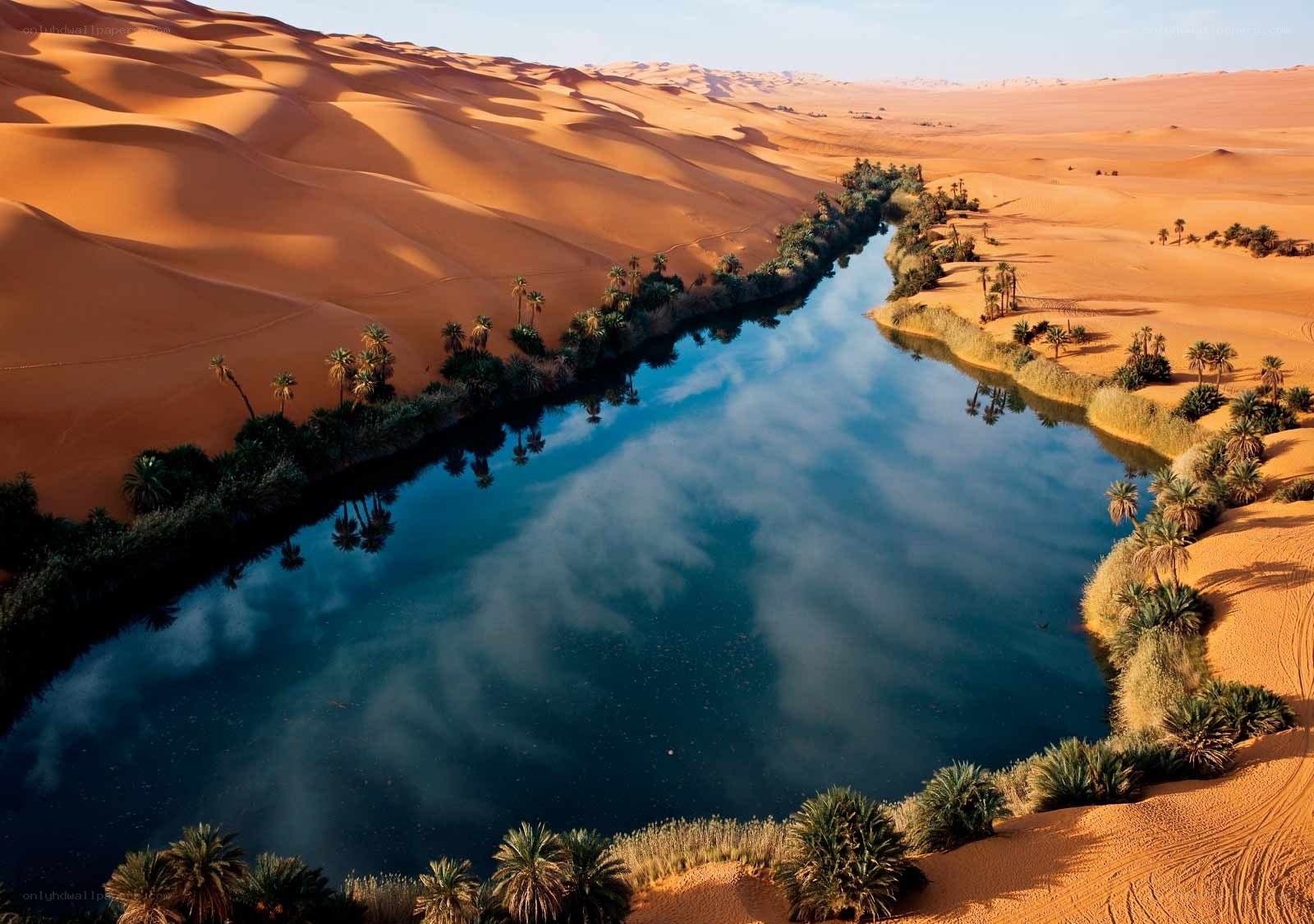 Desert oasis with palm trees