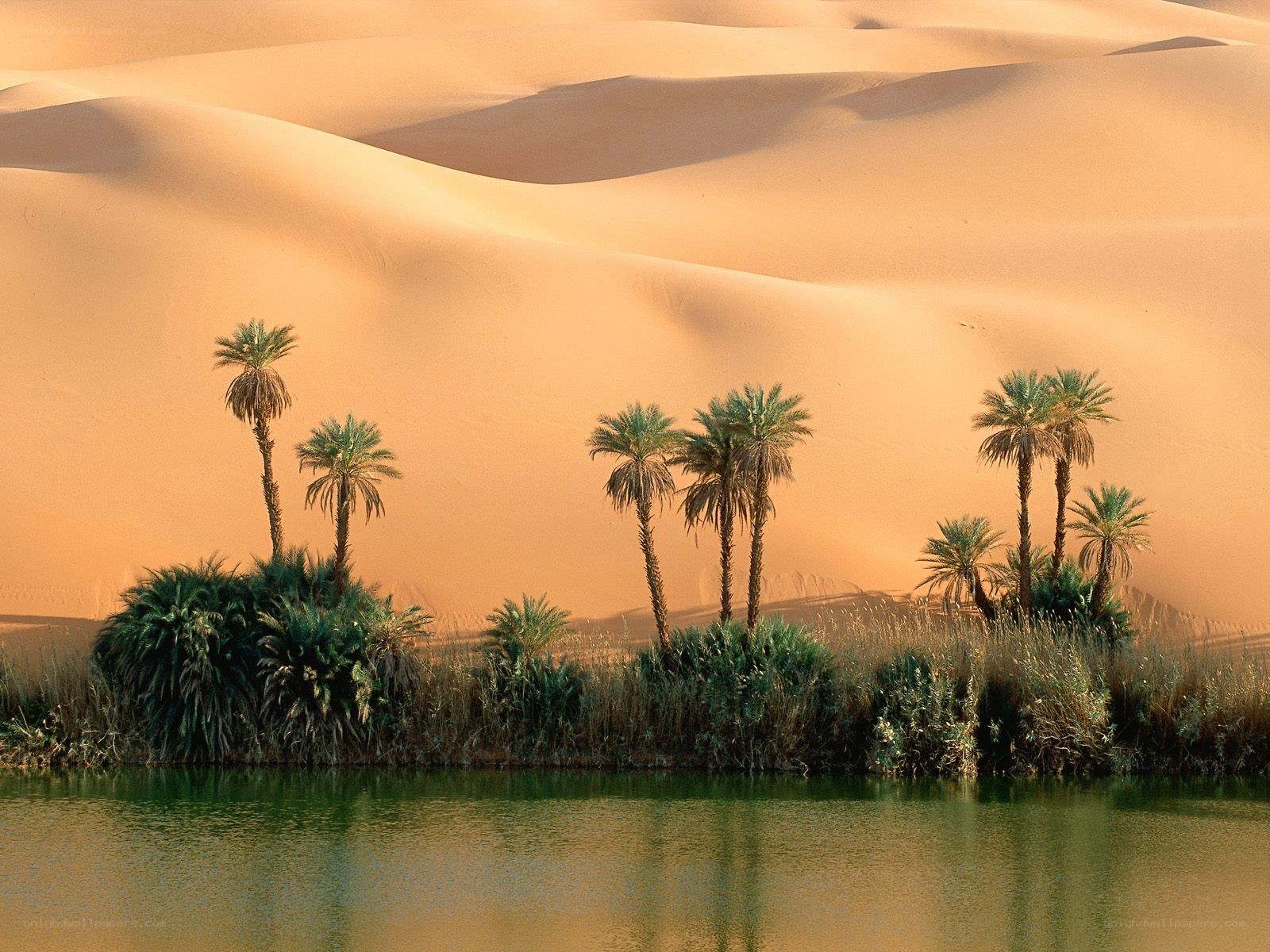 Desert oasis with palm trees