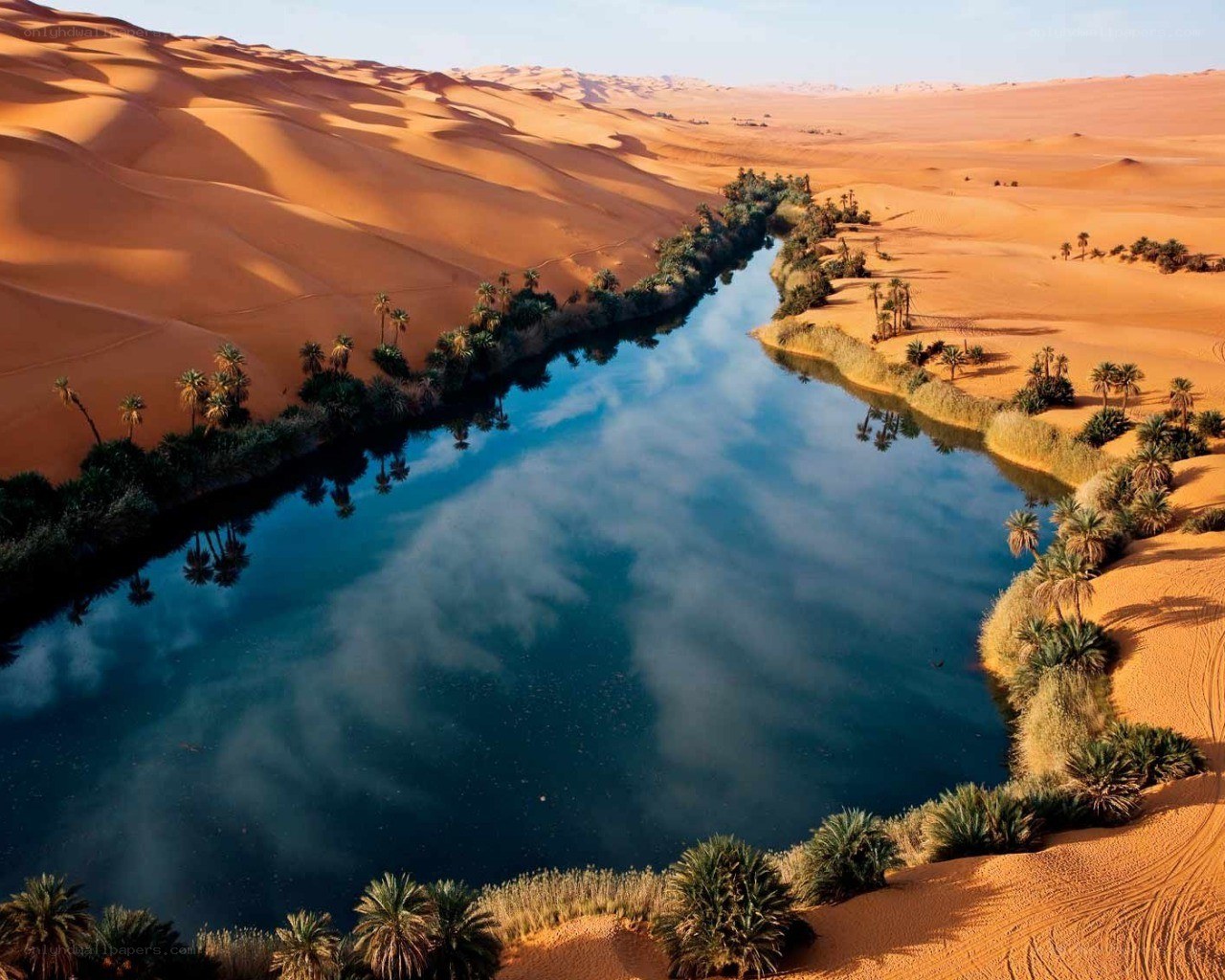 Desert oasis with palm trees
