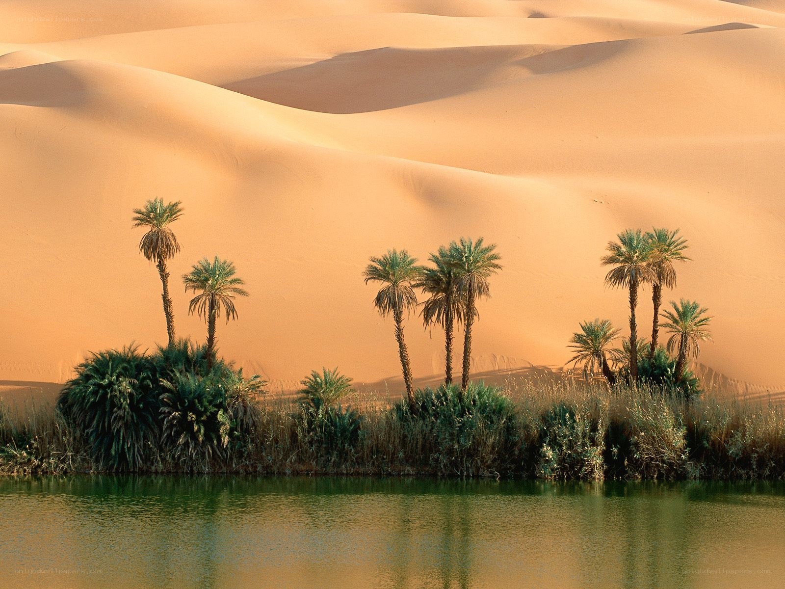 Desert oasis with palm trees
