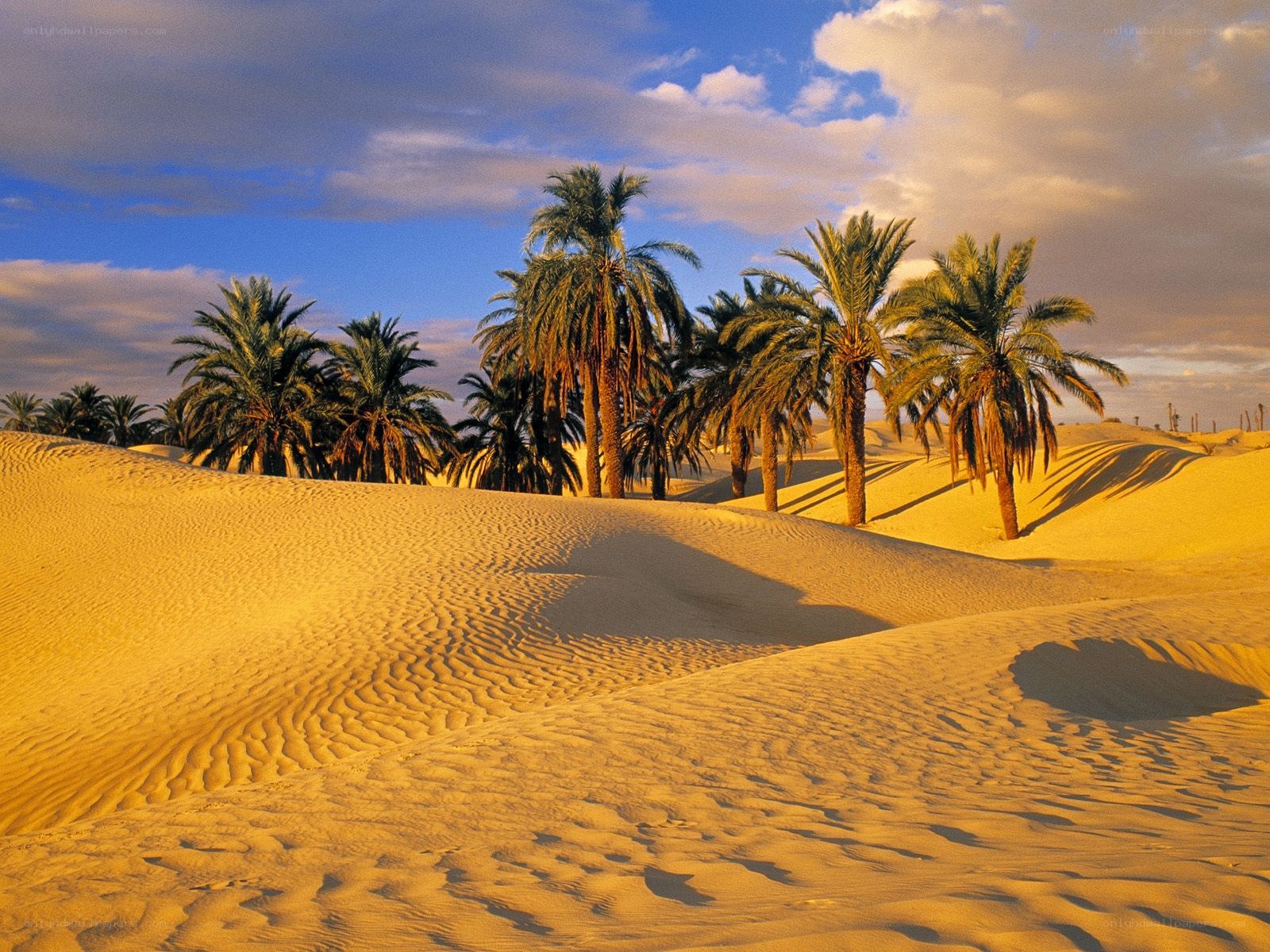 Desert oasis with palm trees