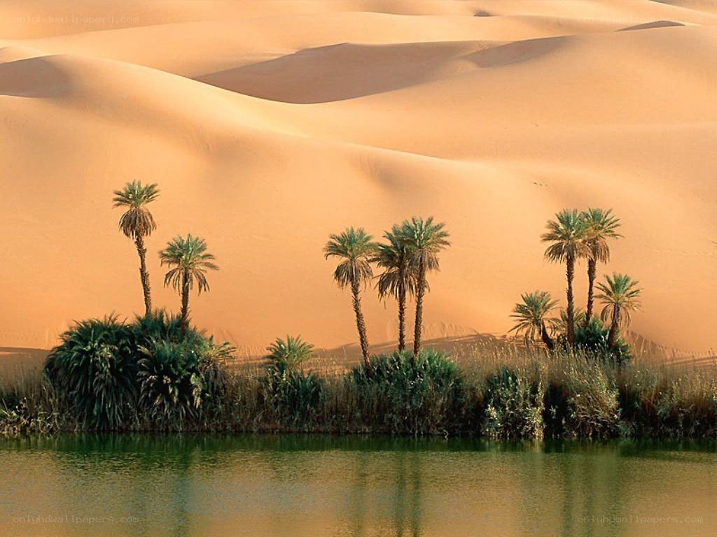 Desert oasis with palm trees