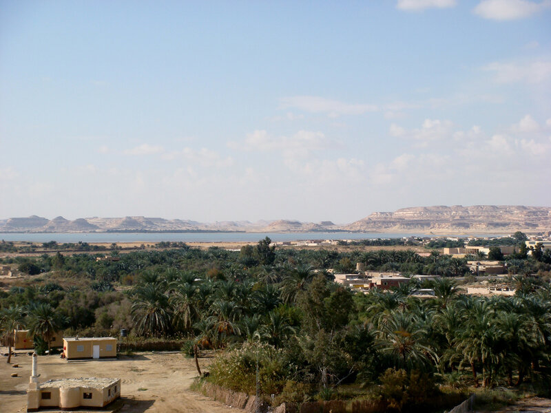 Desert oasis with palm trees