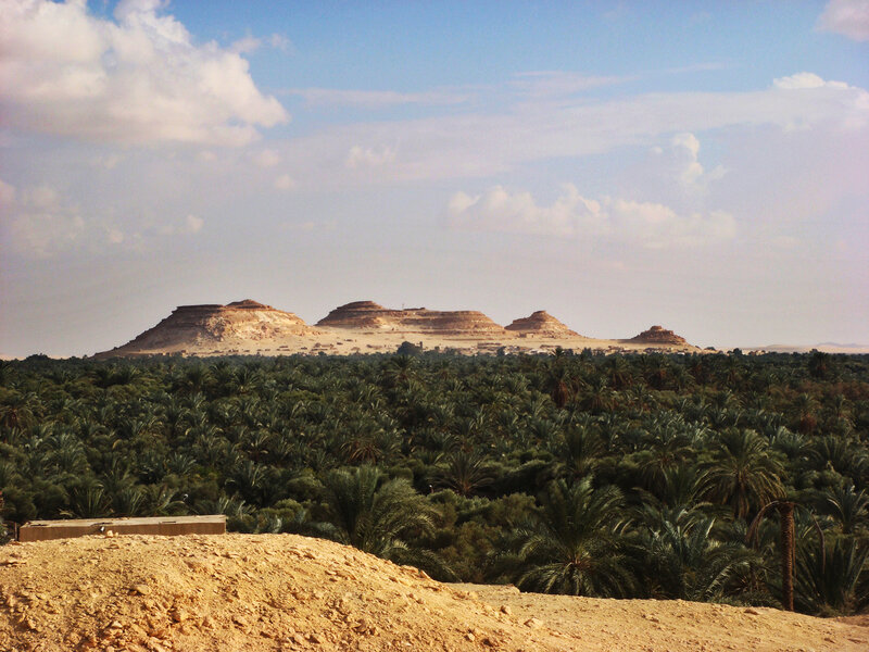 Desert oasis with palm trees