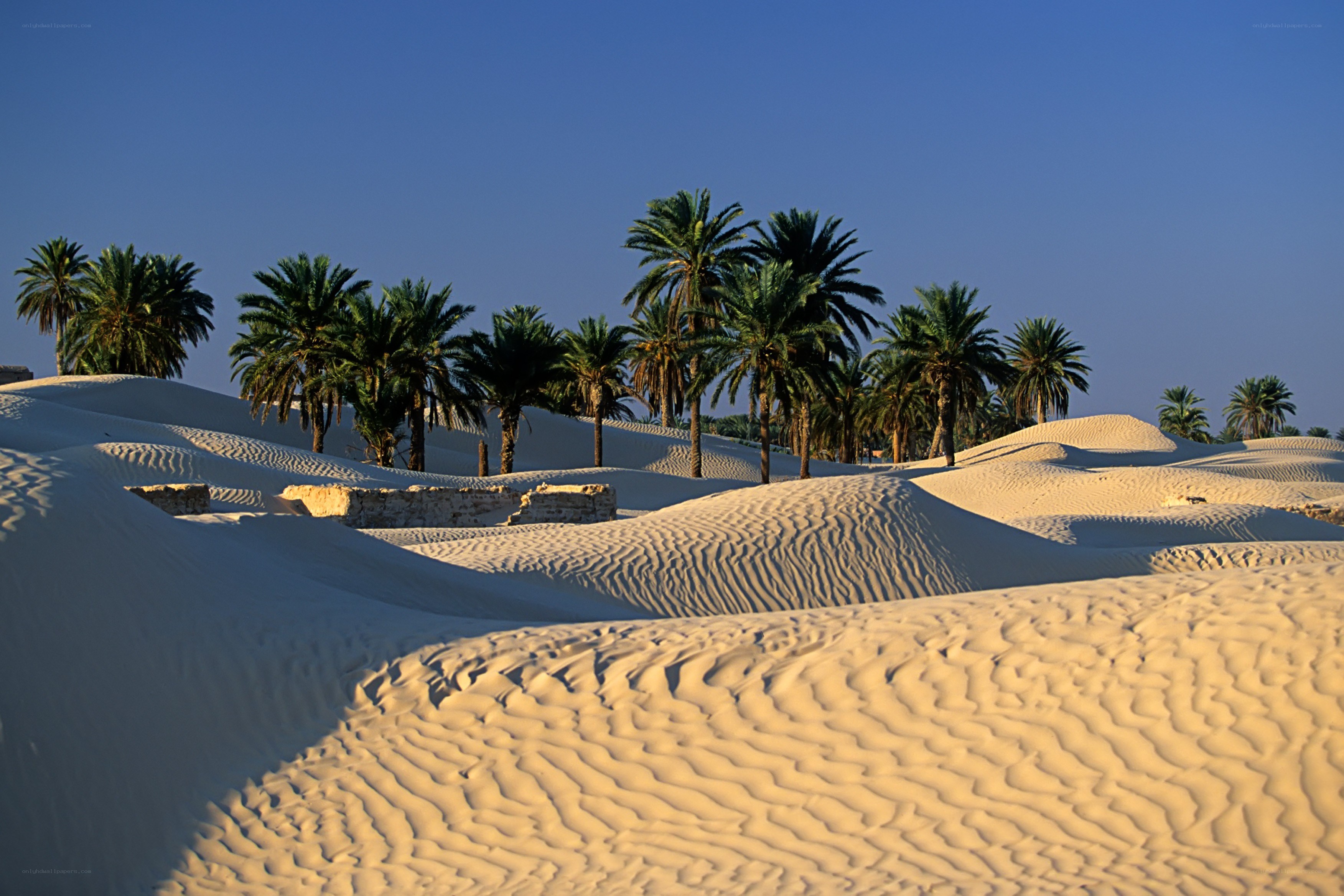 Desert oasis with palm trees
