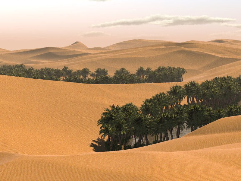Desert oasis with palm trees