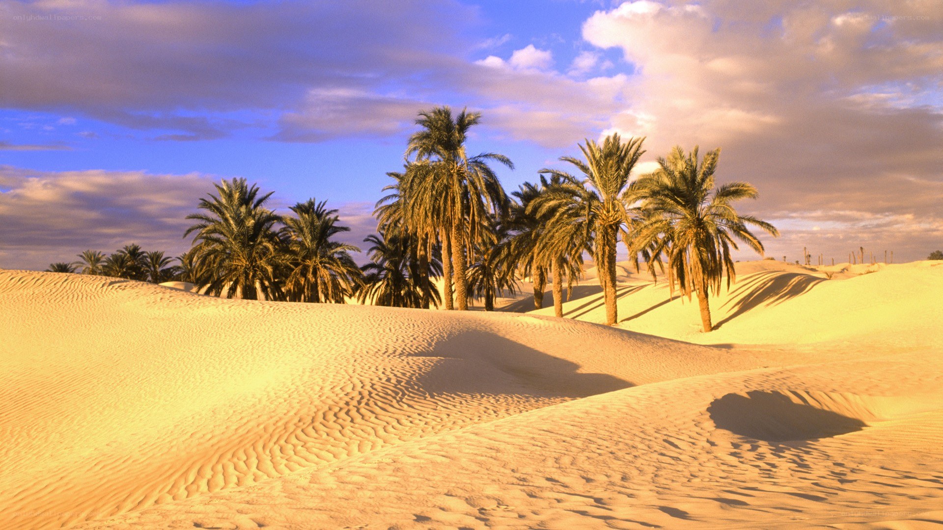 Desert oasis with palm trees