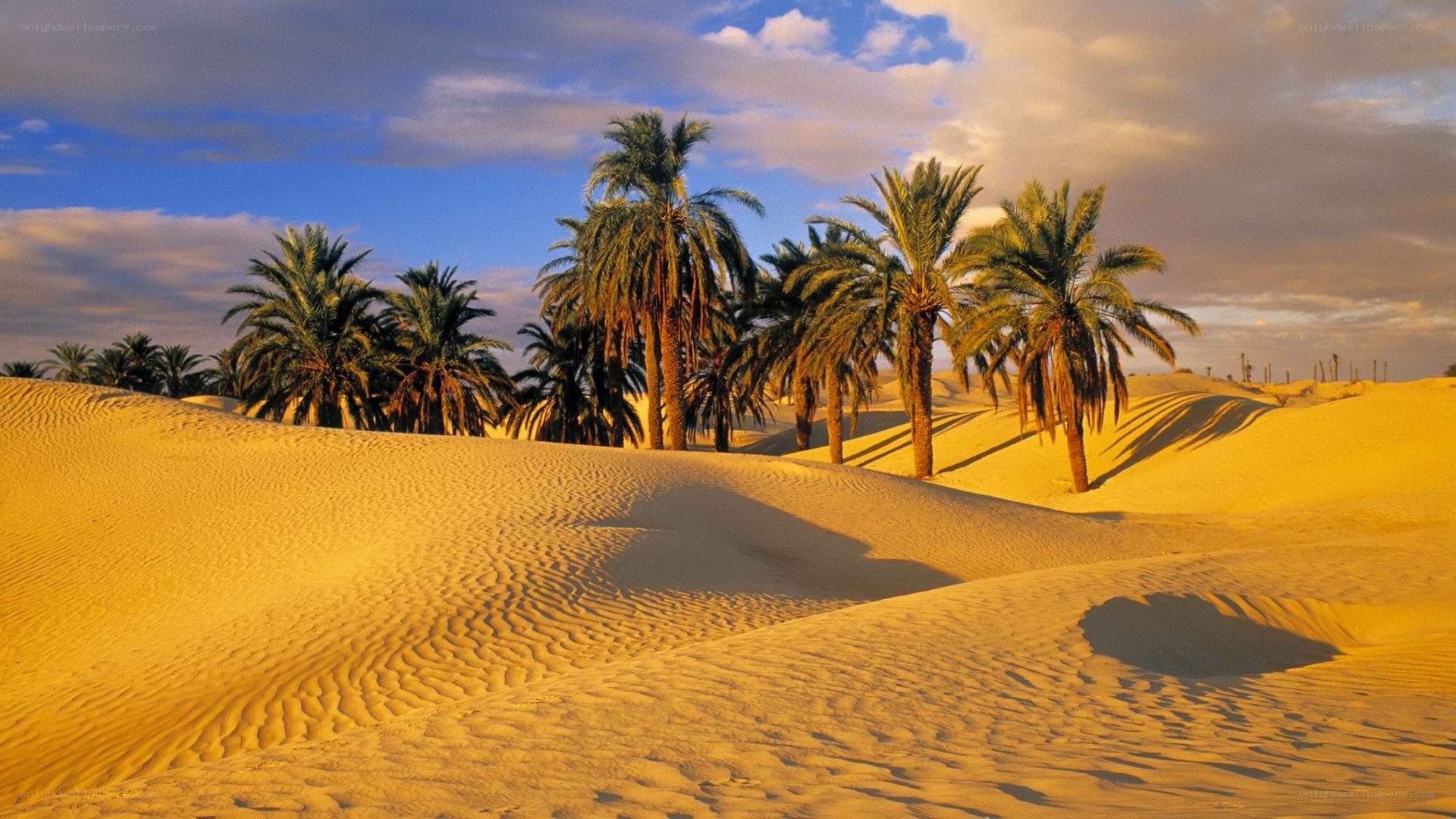 Desert oasis with palm trees