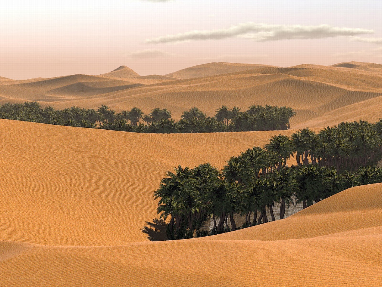 Desert oasis with palm trees