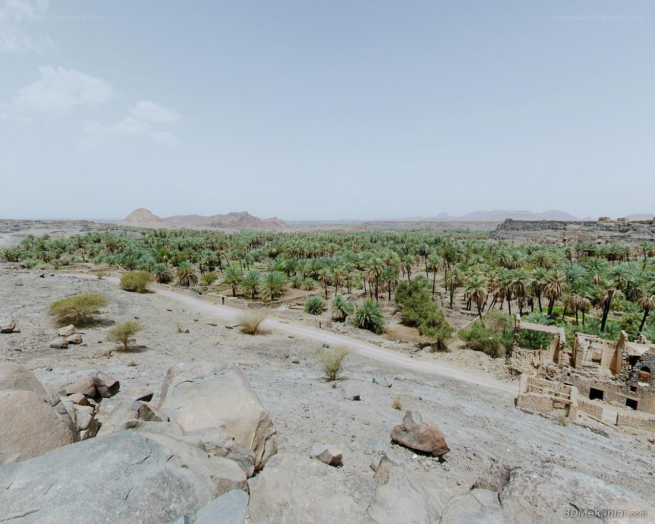 Desert oasis with palm trees