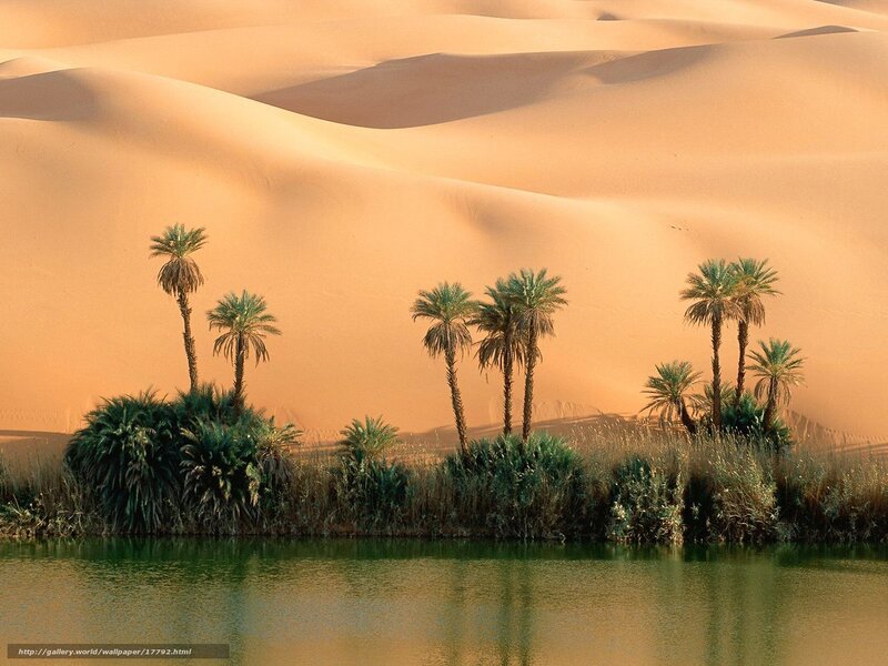 Desert oasis with palm trees