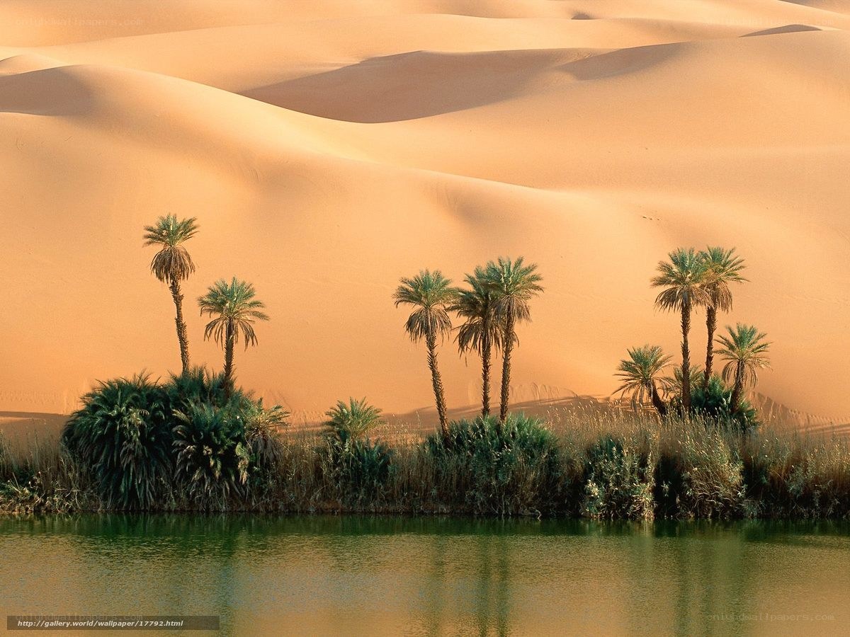 Desert oasis with palm trees