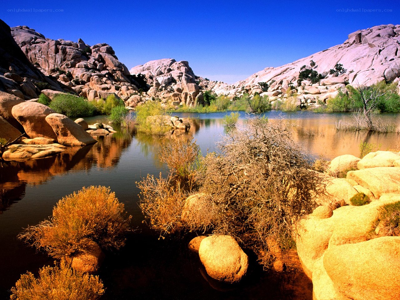 Desert oasis with rock formations