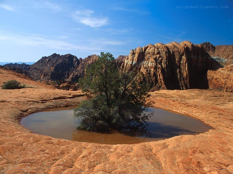 Desert oasis with tree
