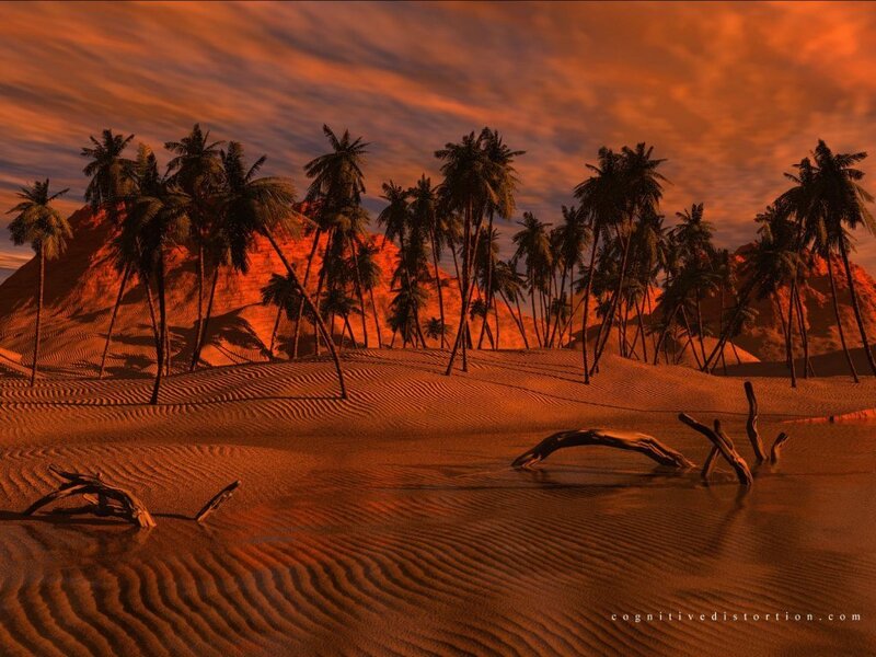 Desert palm grove at sunset