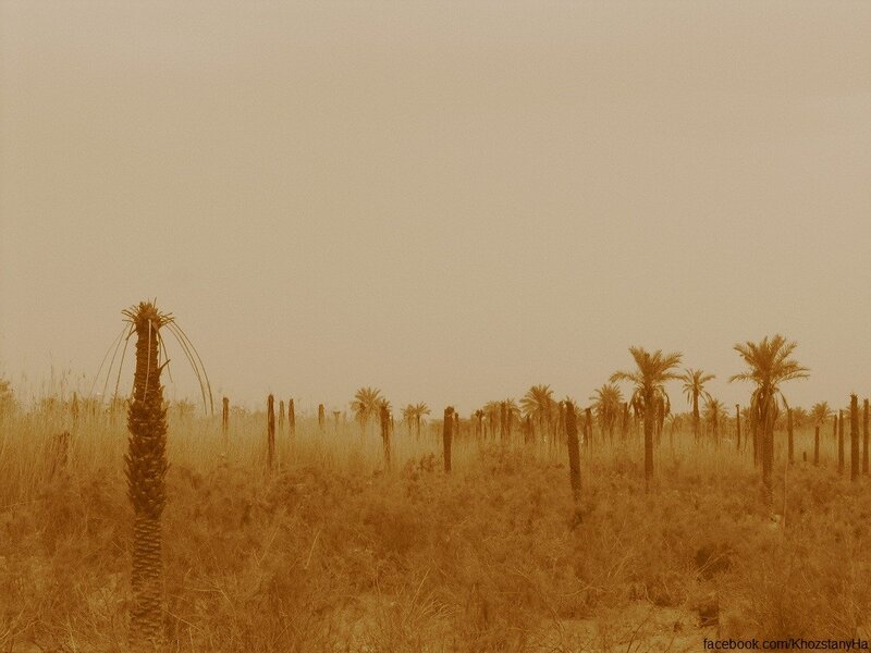 Desert palm grove under haze