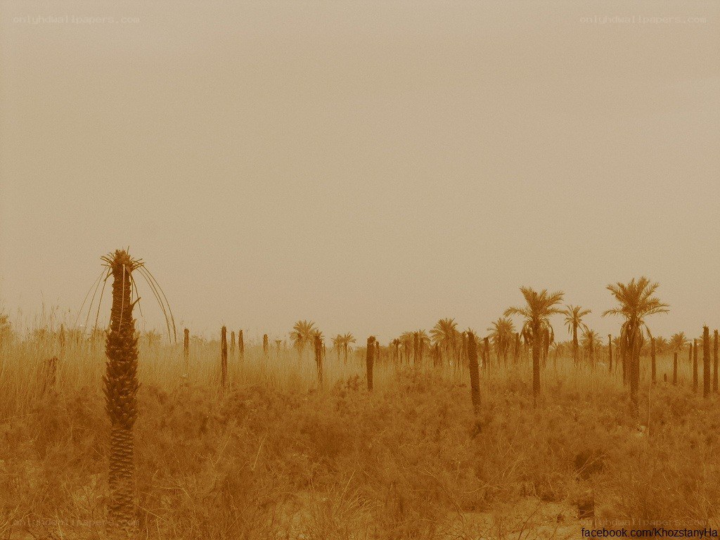 Desert palm grove under haze