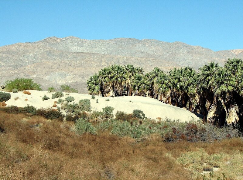 Desert palm grove with mountains