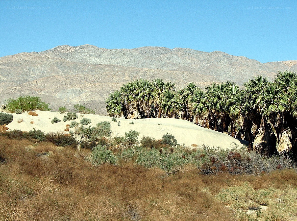 Desert palm grove with mountains