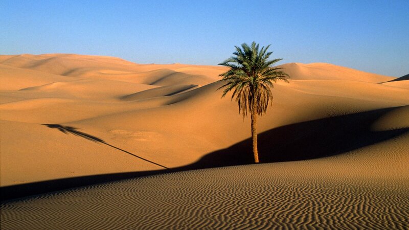 Desert palm tree landscape
